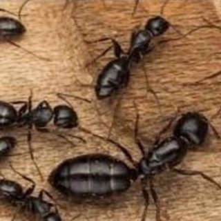 Decoding Ant Behavior: Essential Insights for Successful Pest Control