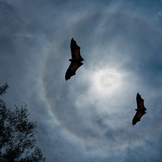 How Bats Provide You Chemical-Free Pest Control