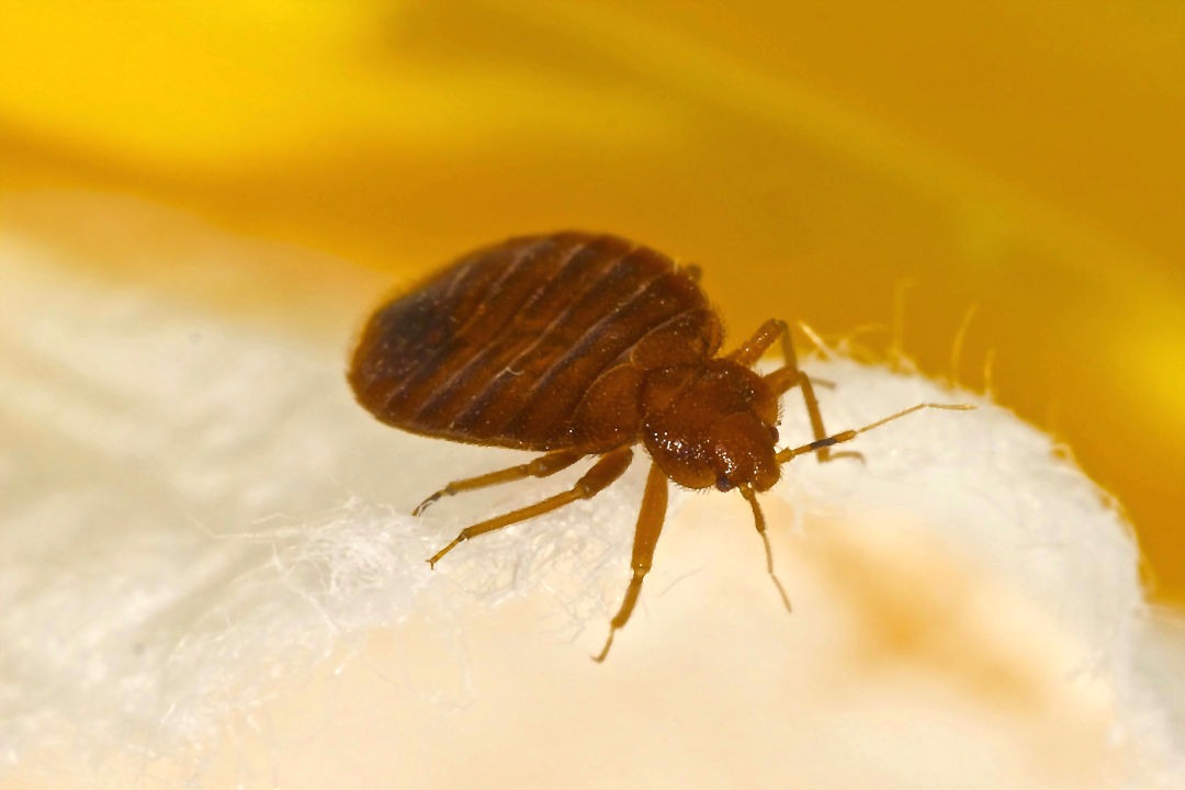 Secured Environments - Bedbug Infestation