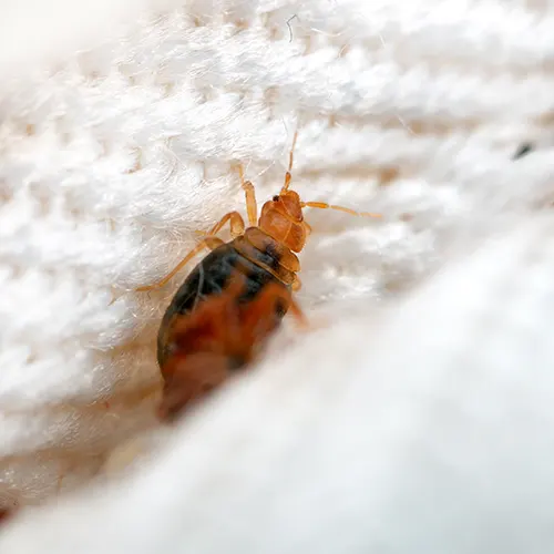 Secured Environments Pest and Wildlife Services - Bedbugs