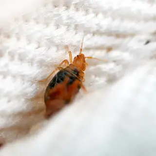 Bedbugs & Holiday Guests: How to Keep Your Home Safe for Visitors