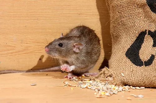 Secured Environments Pest and Wildlife Services - Rodents