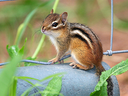 Secured Environments Pest & Wildlife Services - Chipmunk