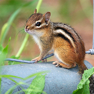 Spring Rodent Invasion: Keep Your Place Chipmunk-Free