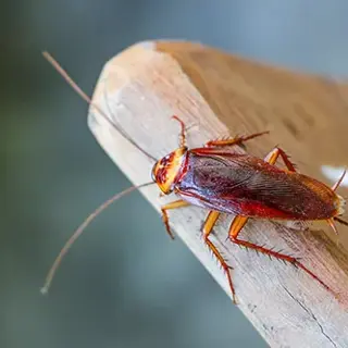 Protect Your Home from Cockroach Infestation with Expert Pest Control Services