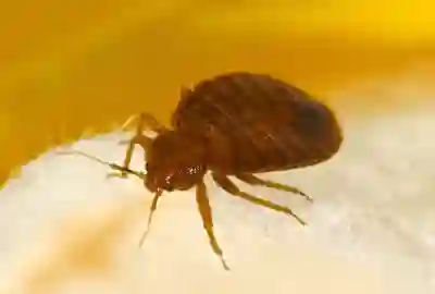 Bedbugs & Solutions RI, MA Bedbugs & Solutions RI, MA