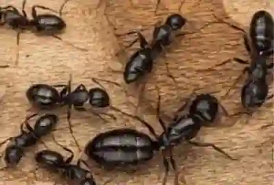 Pest Control & Solutions RI, MA Pest Control & Solutions RI, MA