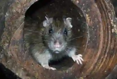 Rodent Control & Solutions RI, MA Rodent Control & Solutions RI, MA