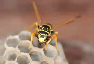 Stinging Insects & Solutions RI, MA Stinging Insects & Solutions RI, MA