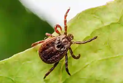 Ticks & Mosquitoes & Solutions RI, MA Ticks & Mosquitoes & Solutions RI, MA