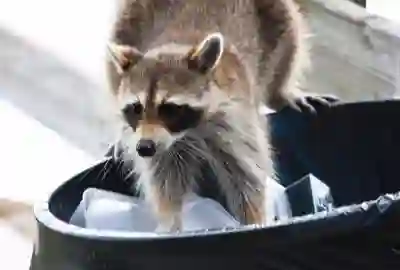 Wildlife Services & Solutions RI, MA Wildlife Services & Solutions RI, MA