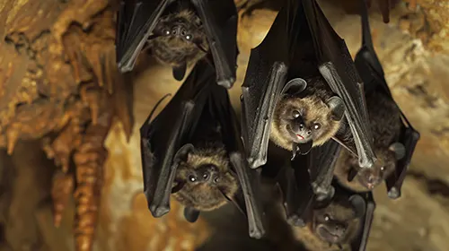 Secured Environment Pest and Wildlife Services - Bats