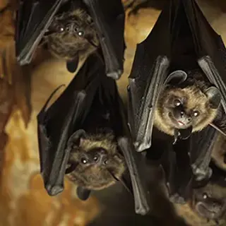 Love Bats In Their Space But Not Within Your Home’s Space