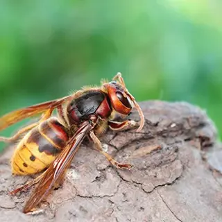 Buzzing into Spring: Understanding Hornets Activity