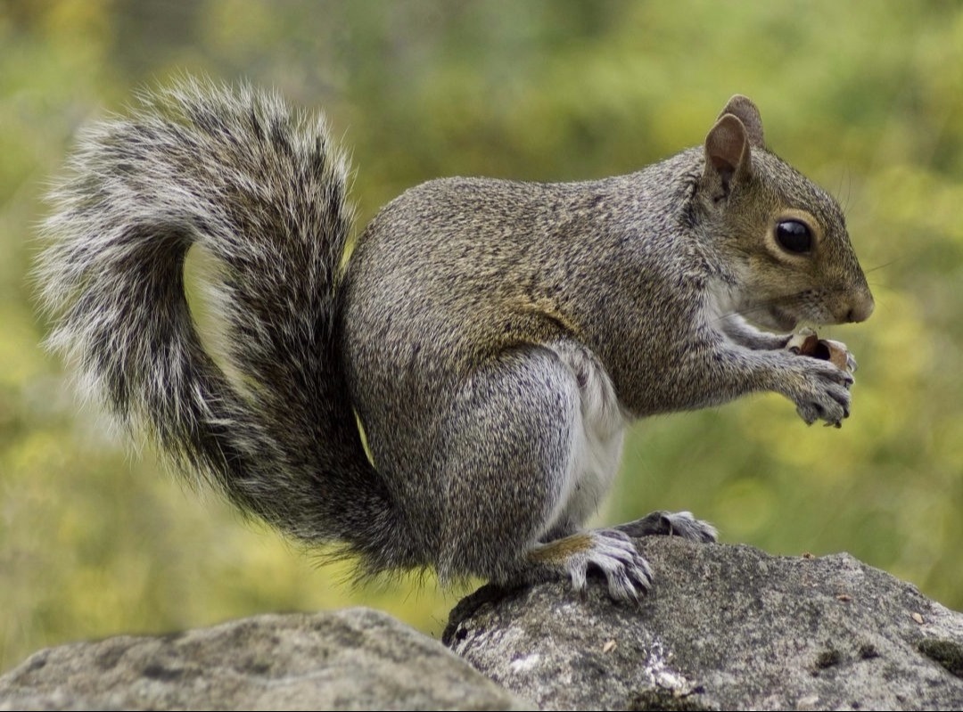 Secured Environments Pest & Wildlife Services - Squirrel Invasion