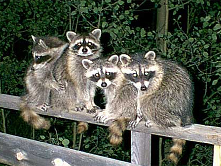 Secured Environments and Wildlife Services - Raccoons