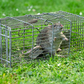 Rodent Control Service: Save Your Home From  Health and Costly Repair Damage