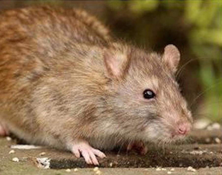 Secured Environments - Pest Control Services on Rodents