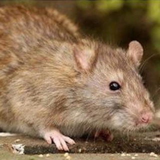 Rodent Control Services: Offer A Permanent Solution