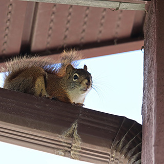 Squirrels Can Significantly Damage Your Home
