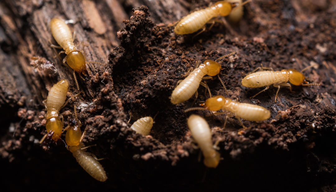 Secured Environments Pest and Wildlife Services - Termites 