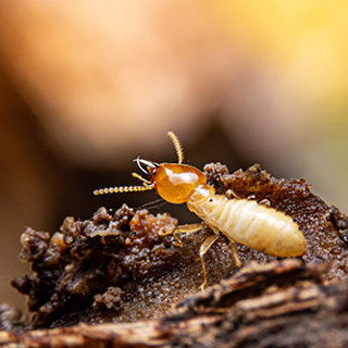 Termite Season Strikes Again