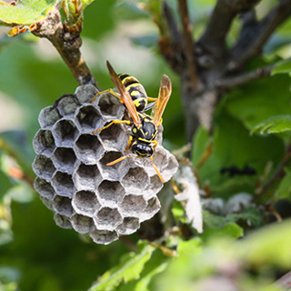 Safe Wasp Nest Removal: Why DIY Isn't Always the Best Choice
